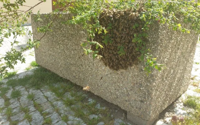 FOTO: V Praze se objevily včelí roje. Strážníci volali na pomoc včelaře