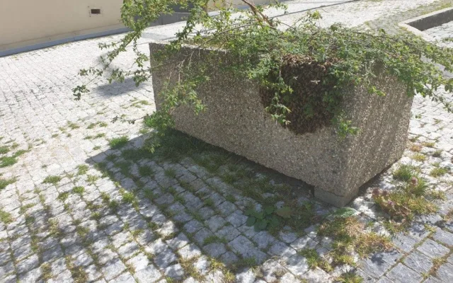 FOTO: V Praze se objevily včelí roje. Strážníci volali na pomoc včelaře