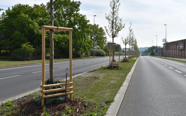 Platany, které v Evropské ulici připomínají významné osobnosti, slaví deset let