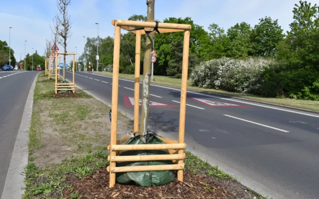 Platany, které v Evropské ulici připomínají významné osobnosti, slaví deset let