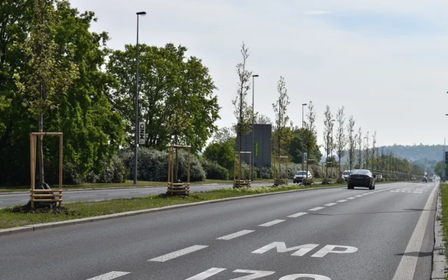 Platany, které v Evropské ulici připomínají významné osobnosti, slaví deset let