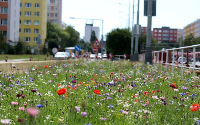 FOTO: Zeleň v hlavním městě? Podívejte se, jaká louka kvete v Praze 4