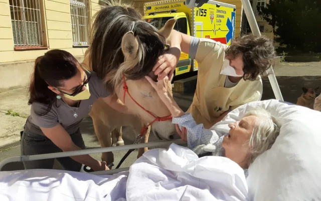 FOTO: Když zvířata pomáhají. V pražské nemocnici zavedli hipoterapii