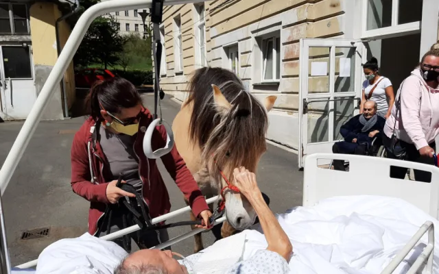 FOTO: Když zvířata pomáhají. V pražské nemocnici zavedli hipoterapii