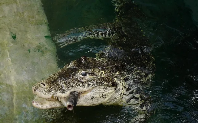 FOTO: Pražská ZOO nově umožňuje setkání s extrémně nebezpečnými predátory