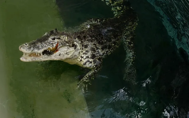 FOTO: Pražská ZOO nově umožňuje setkání s extrémně nebezpečnými predátory