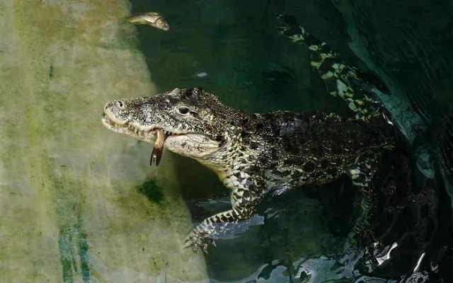 FOTO: Pražská ZOO nově umožňuje setkání s extrémně nebezpečnými predátory