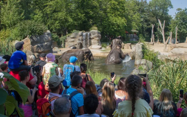 FOTO: V pražské zoo slavili Světový den slonů. Zvířata si pochutnala na zmrzlině