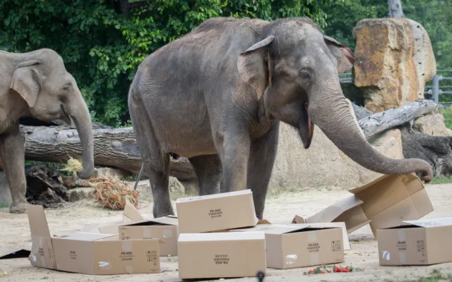 FOTO: V pražské zoo slavili Světový den slonů. Zvířata si pochutnala na zmrzlině