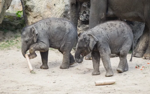 FOTO: V pražské zoo slavili Světový den slonů. Zvířata si pochutnala na zmrzlině