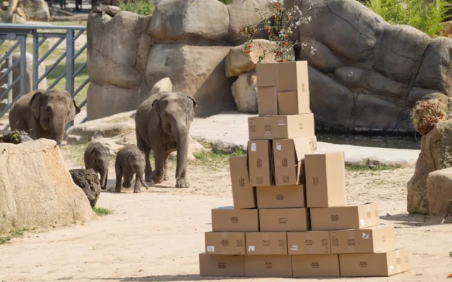 FOTO: V pražské zoo slavili Světový den slonů. Zvířata si pochutnala na zmrzlině