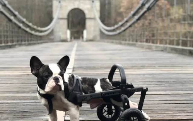 Handicapovaní pejsci teď mohou znova běhat.