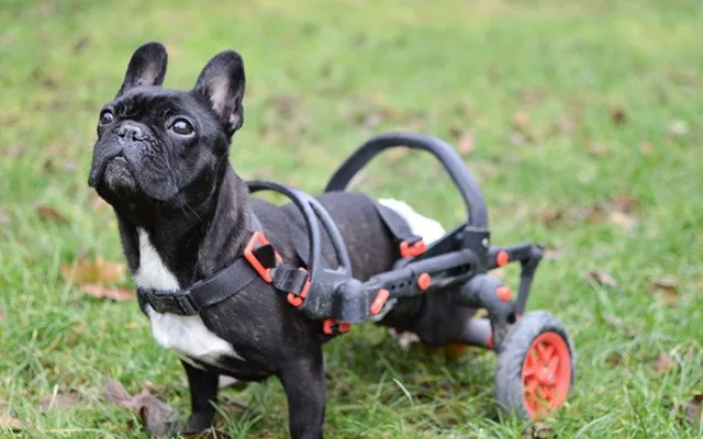 Handicapovaní pejsci teď mohou znova běhat.