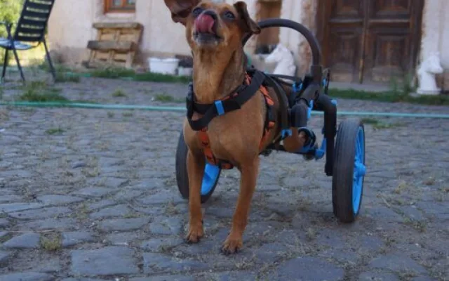 Handicapovaní pejsci teď mohou znova běhat.