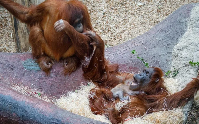 FOTO: V pražské zoo se narodilo mládě orangutana sumaterského