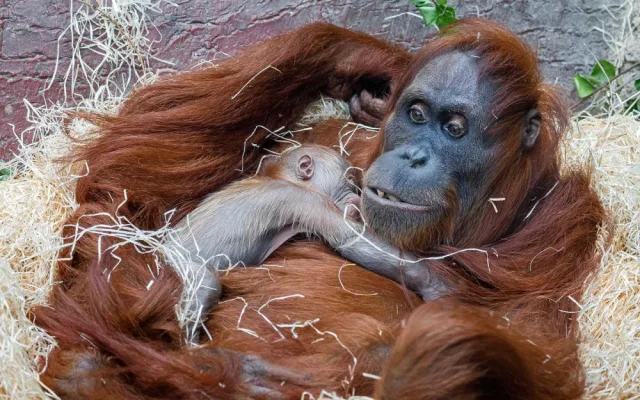 FOTO: V pražské zoo se narodilo mládě orangutana sumaterského