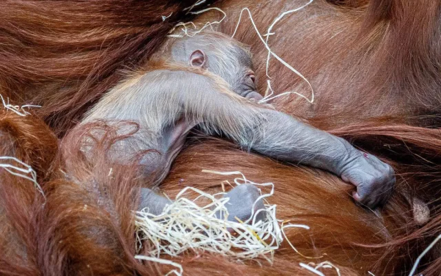 FOTO: V pražské zoo se narodilo mládě orangutana sumaterského