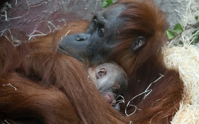 FOTO: V pražské zoo se narodilo mládě orangutana sumaterského