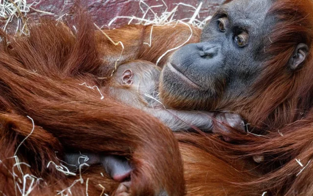 FOTO: V pražské zoo se narodilo mládě orangutana sumaterského