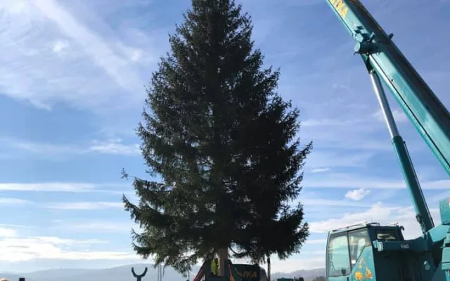 FOTO: Podívejte se na kácení pražského vánočního stromu