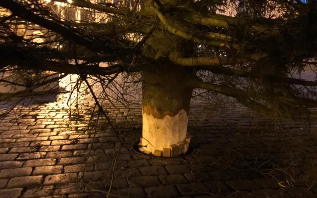 FOTO, VIDEO: Vánoční strom pro Prahu je na svém místě. Rozsvítí se o víkendu