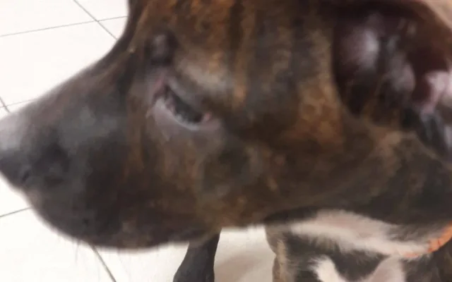 FOTO: Pejsek z videa byl zřejmě týraný dlouhodobě. Má zlomeniny a je podvyživený