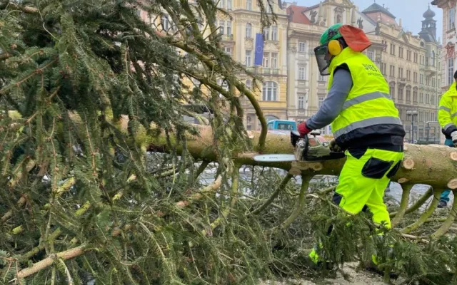FOTO: Strom ze Staroměstského náměstí již zmizel. Z kmene bude nábytek pro domov seniorů