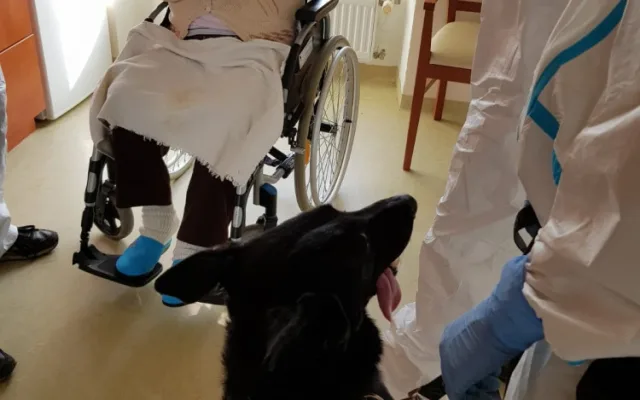 Psi označí pacienta s covidem do deseti vteřin. Ve výcviku jim pomáhali pražští senioři