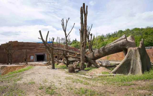 Gorily v pražské zoo dostanou nový pavilon. Bude stát 300 milionů a hotov bude na podzim 2022