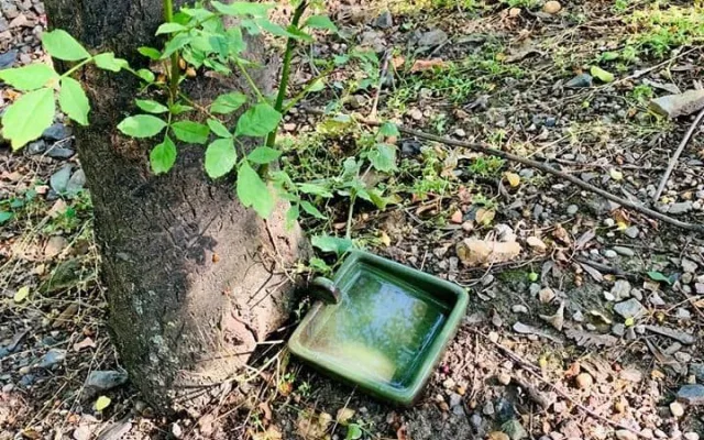 V parcích v Praze 3 vznikla pítka pro ptáky. Lidé si jej mohou vyrobit i doma