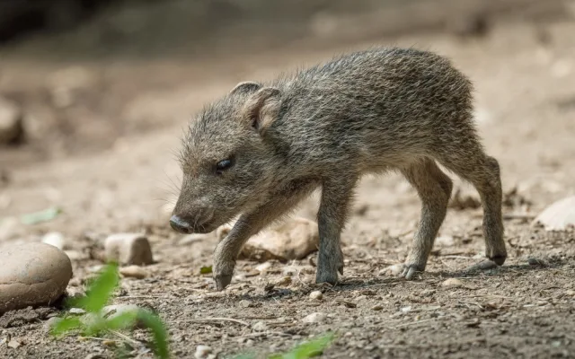V Zoo Praha se narodila dvě mláďata pekariů Wagnerových. Zahrada jich má už jedenáct
