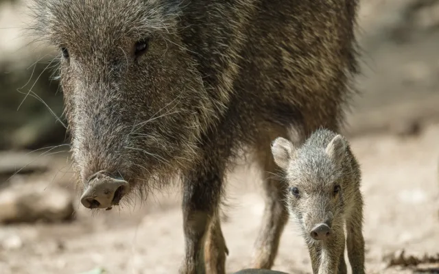 V Zoo Praha se narodila dvě mláďata pekariů Wagnerových. Zahrada jich má už jedenáct
