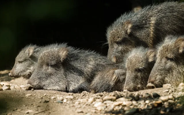 V Zoo Praha se narodila dvě mláďata pekariů Wagnerových. Zahrada jich má už jedenáct