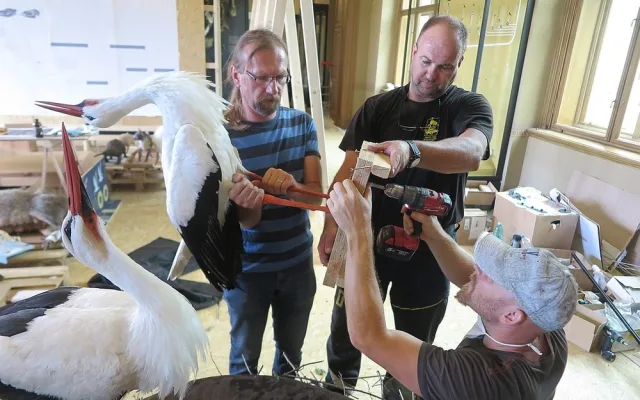 Experti ze záchranné stanice vyráběli čapí hnízdo pro novou expozici Národního muzea
