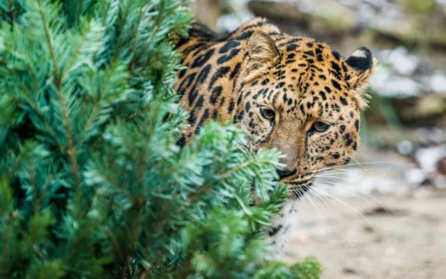 Zvířata v pražské zoo si pochutnávají na vánočních stromech, které si před svátky nikdo nekoupil