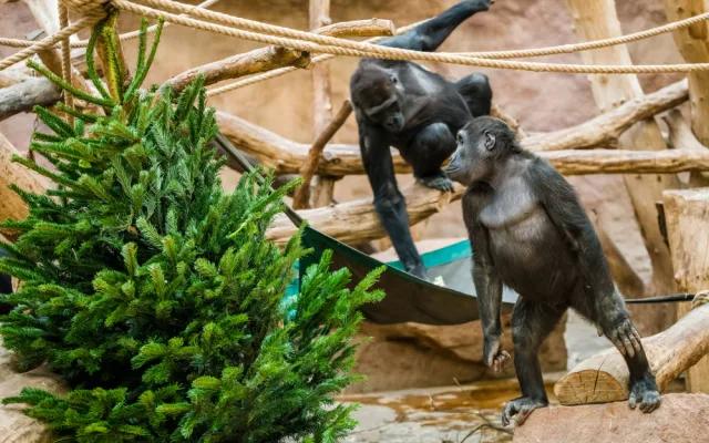 Zvířata v pražské zoo si pochutnávají na vánočních stromech, které si před svátky nikdo nekoupil
