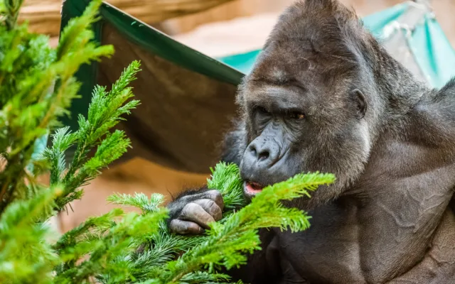 Zvířata v pražské zoo si pochutnávají na vánočních stromech, které si před svátky nikdo nekoupil