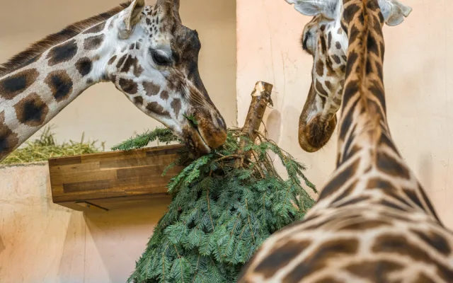 Zvířata v pražské zoo si pochutnávají na vánočních stromech, které si před svátky nikdo nekoupil
