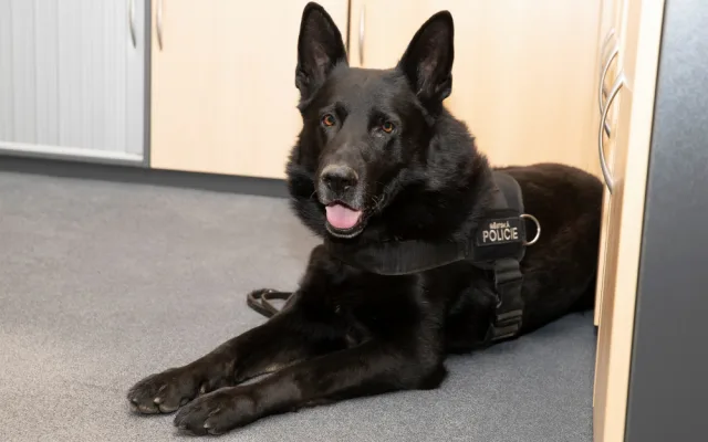 Zemřel policejní pes Merlin, který zachránil muže před sebevraždou