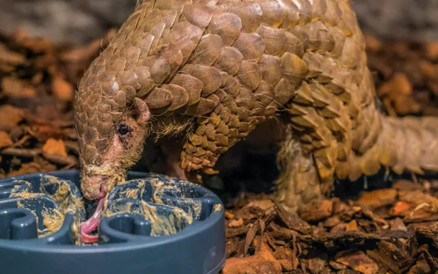Pražská zoo poprvé ukázala své luskouny. Dostali přezdívky Hugo a Fazolka