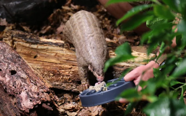 Pražská zoo poprvé ukázala své luskouny. Dostali přezdívky Hugo a Fazolka