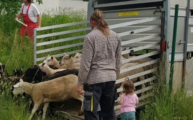 Na Žižkově se vrátilo stádo ovcí. Krátí trávu místo sekaček