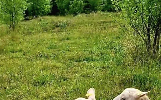 Na Žižkově se vrátilo stádo ovcí. Krátí trávu místo sekaček
