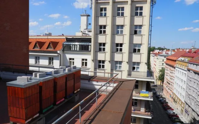 Na Vinohradech stáčeli med ze střešních úlů. Obliba včelaření v hlavním městě stále roste