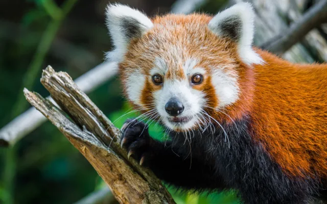 Nový pár v pražské zoo. Pandy červené se oťukávají ve výběhu