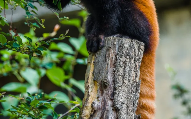 Nový pár v pražské zoo. Pandy červené se oťukávají ve výběhu