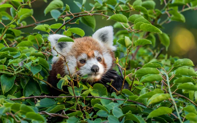 Nový pár v pražské zoo. Pandy červené se oťukávají ve výběhu