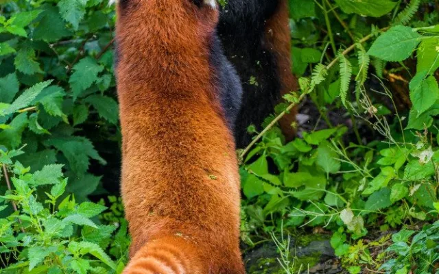 Nový pár v pražské zoo. Pandy červené se oťukávají ve výběhu