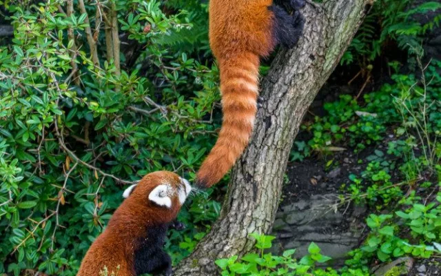 Nový pár v pražské zoo. Pandy červené se oťukávají ve výběhu