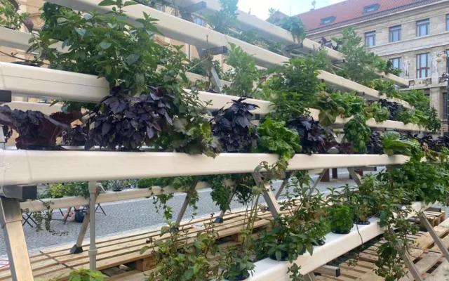 Hydroponie je ideální způsob, jak dostat zeleň do města